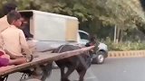 印度高速公路上，偶遇现代化“马车”，你别说，跑得还挺快的