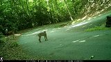 整的大猫都有点不自信了