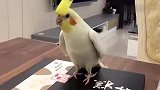 主人手指在盒子上敲，鹦鹉也学着主人做，这节奏是在跳踢踏舞吗