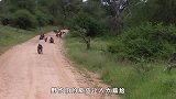 1只狒狒单挑野狗群，野狗的反应让人太尴尬，狒狒：就是个怂包