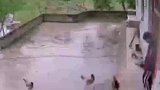 公鸡袭击男孩，被男孩抓住暴打