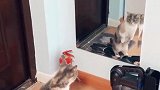 猫：不照镜子我都不知道我这么帅！