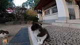 跟拍流浪猫真不容易，不但要哄着它们，还要陪猫咪练习喵星拳