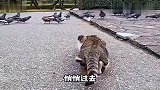 猫,这不得大补特补？