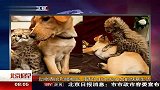 动物界和谐相处 猎豹与拉布拉多犬的惬意生活 120407 北京您早