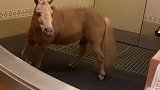 小Pony的奇特行为你们见过吗？萌宠出道计划 马