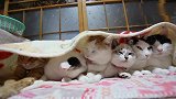 六只猫咪窝在一个被窝里睡觉，场面温馨不已!