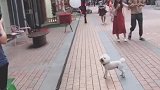 狗子：不就是顶个气球嘛，多简单的事儿呢！