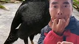 给大家学一段八哥的叫声，传统口技，就是这么迷人
