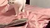 猫-快把音乐关了，我想好好的走路！