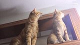 5只橘猫围捕一只蚊子，可是怎么也抓不到，气得喊“讨厌”