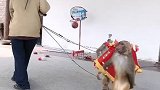 猴子抬花轿了