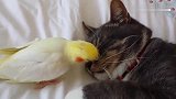 猫咪在睡觉，鹦鹉不停的在啄猫的脸，真担心猫咪发威