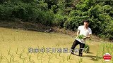 实拍90后小伙回家栽秧，现在的年轻人还有多少会栽秧