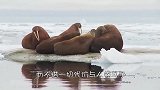 鳄鱼对抗挖掘机，鳄鱼有多厉害？结果如同摧枯拉朽