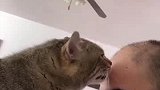 本来想拍个温馨小视频，结果自己养的猫，哭着也要亲一口