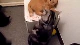 萌宠：被打的橘猫一脸郁闷：我午个休，招谁惹谁了