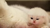 独得恩宠的小奶猫：我可是好凶萌的