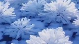 绝美！松花江江面结冰花了，一起来欣赏大自然的鬼斧神工！