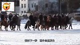 一群人在冰面骑马比赛，不料悲剧发生，连人带马掉入冰窟窿！