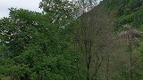 终南情侣猫