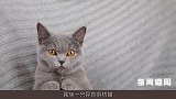 异食癖橘猫成网红，全因佛系走红？