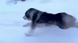 当阿拉斯加看到雪后，瞬间“血脉觉醒”跑得比车都快