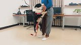 极度爱扑人的边牧，训犬师不打不骂，一招搞定