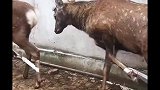鹿：也大可不必如此吧！