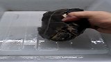 乌龟疥疮的切除！