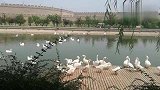 快来看：正定护城河的一群戏水白鸭吧