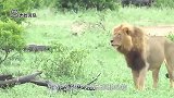 狮群围猎水牛，却遭到水牛极限反抗，镜头拍下狮子生命的最后一刻