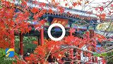 初冬绚丽明湖秀！济南大明湖进入“多彩斑斓季”