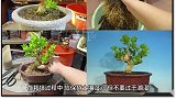 小叶黄杨的种植方法和注意事项