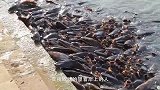 小鸭子被鲶鱼拖走，鸭妈妈看到后发疯似的追赶，镜头拍下全过程