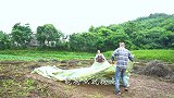 用汽锅秘制“土鸡炖腊蹄子”，汤鲜味美，大口啃起来真带劲