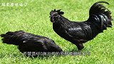 比乌鸡还要黑的“黑鸡”，专家：它们基因变异，就差血液变黑了
