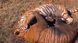两只雄虎之间的生死斗争！