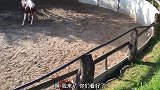 马儿用它的身体往公鸡身上压去，幸好是被公鸡避开