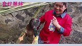 胖妹收帅表哥送的礼物，摘大冬瓜回来炖一盆，大洋边啃鸭头边吃醋