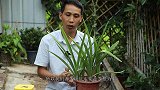 想要养大朱顶红的种球，做好两点就够了