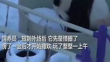 熊猫初次见到大雪，白茫茫一片撒欢打滚，网友：来啊快活啊~
