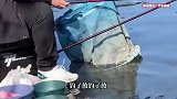 青岛一大哥正在钓鱼，30斤大鱼直接游过来要吃的