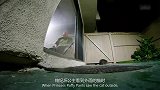 家有恶猫，猫狗鸟待在一起，鸟：当时我害怕极了！