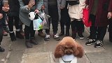 小泰迪火了好可爱