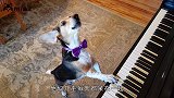 狗狗趁主人不在家，趴在钢琴上“边弹边唱”，镜头记录全过程