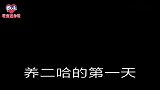 铲屎官自从养了哈士奇，不知不觉也学会了一门外语！看完忍住别笑
