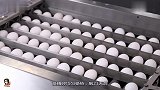 没有蛋壳的鸡蛋，真的能孵出小鸡吗让科学实验带你见证不可能