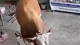 山东临沂：黄牛失控冲进牛肉馆，一不小心找到自己的“归宿”