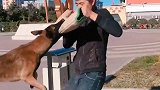 马犬弹跳能力强不是吹的！世界警犬排行榜它是公认的NO.1